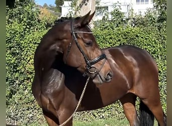 Oldenburg, Giumenta, 4 Anni, 169 cm, Baio