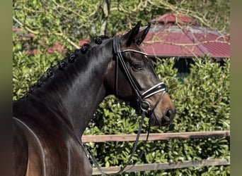 Oldenburg, Giumenta, 4 Anni, 169 cm, Baio nero