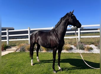 Oldenburg, Giumenta, 4 Anni, 169 cm, Baio nero