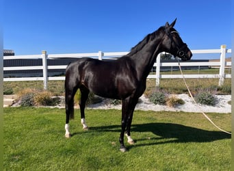 Oldenburg, Giumenta, 4 Anni, 169 cm, Baio nero