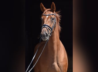 Oldenburg, Giumenta, 4 Anni, 169 cm, Sauro