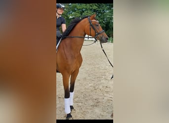 Oldenburg, Giumenta, 4 Anni, 170 cm, Baio