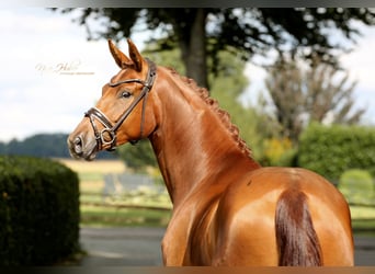 Oldenburg, Giumenta, 4 Anni, 170 cm, Sauro