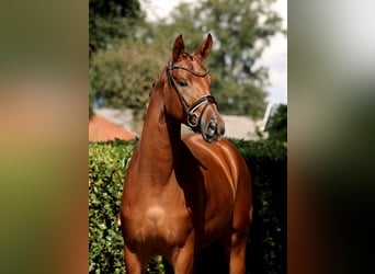 Oldenburg, Giumenta, 4 Anni, 170 cm, Sauro