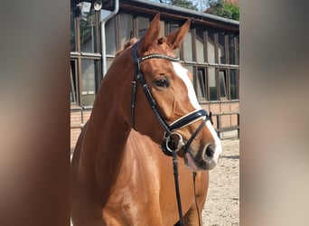 Oldenburg, Giumenta, 4 Anni, 170 cm, Sauro