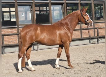Oldenburg, Giumenta, 4 Anni, 170 cm, Sauro