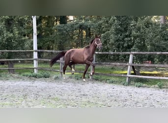 Oldenburg, Giumenta, 4 Anni, 170 cm, Sauro