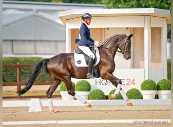 Oldenburg, Giumenta, 4 Anni, 171 cm, Morello