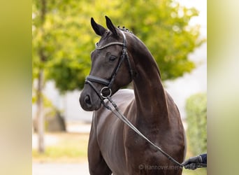 Oldenburg, Giumenta, 4 Anni, 171 cm, Morello
