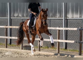Oldenburg, Giumenta, 4 Anni, 171 cm, Sauro