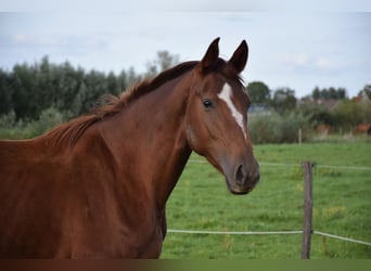 Oldenburg, Giumenta, 4 Anni, 171 cm, Sauro