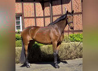 Oldenburg, Giumenta, 4 Anni, 172 cm, Baio