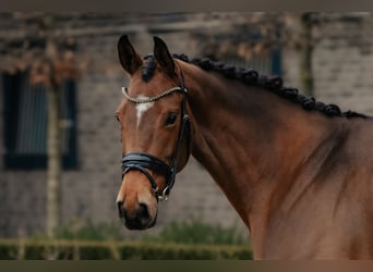 Oldenburg, Giumenta, 4 Anni, 172 cm, Baio