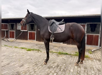Oldenburg, Giumenta, 4 Anni, 172 cm, Baio nero