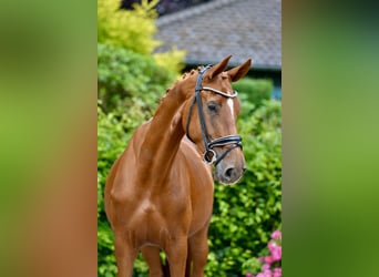 Oldenburg, Giumenta, 4 Anni, 172 cm, Sauro