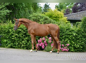 Oldenburg, Giumenta, 4 Anni, 172 cm, Sauro