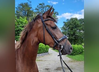 Oldenburg, Giumenta, 4 Anni, 172 cm, Sauro scuro