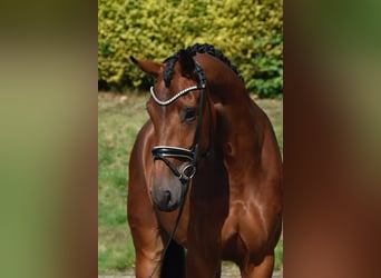 Oldenburg, Giumenta, 4 Anni, 173 cm, Baio