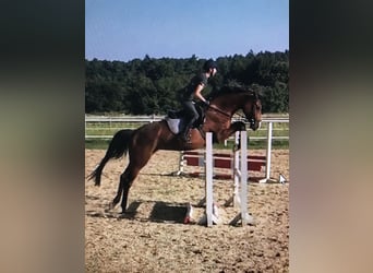 Oldenburg, Giumenta, 4 Anni, 173 cm, Baio