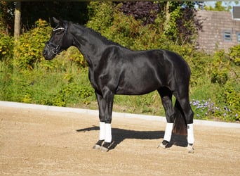 Oldenburg, Giumenta, 4 Anni, 173 cm, Morello