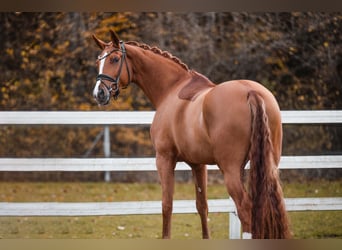 Oldenburg, Giumenta, 4 Anni, 173 cm, Sauro