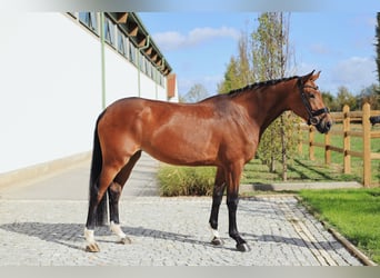 Oldenburg, Giumenta, 4 Anni, 176 cm, Baio