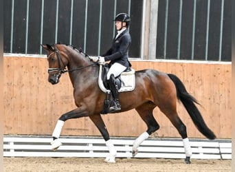 Oldenburg, Giumenta, 4 Anni, Baio