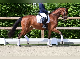 Oldenburg, Giumenta, 4 Anni, Baio