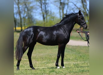 Oldenburg, Giumenta, 4 Anni