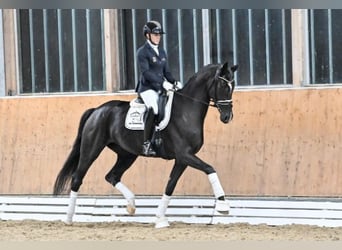 Oldenburg, Giumenta, 4 Anni, Morello