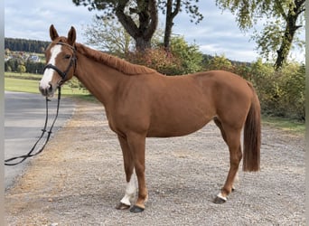 Oldenburg, Giumenta, 5 Anni, 157 cm, Sauro