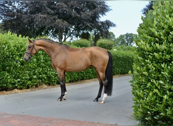 Oldenburg, Giumenta, 5 Anni, 160 cm, Baio