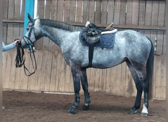 Oldenburg, Giumenta, 5 Anni, 160 cm, Grigio