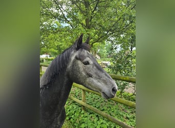 Oldenburg, Giumenta, 5 Anni, 160 cm, Grigio ferro