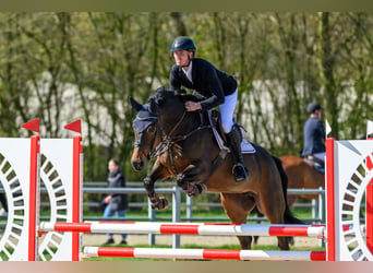 Oldenburg, Giumenta, 5 Anni, 162 cm, Baio scuro