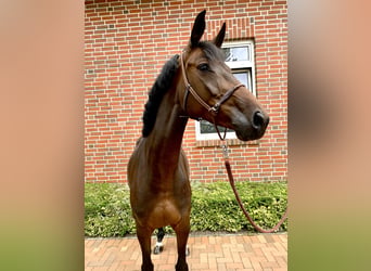Oldenburg, Giumenta, 5 Anni, 162 cm, Baio scuro