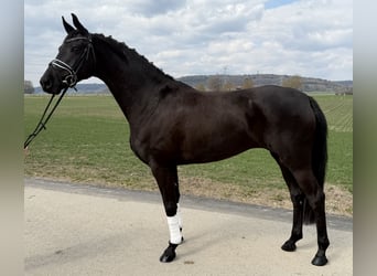 Oldenburg, Giumenta, 5 Anni, 162 cm, Morello