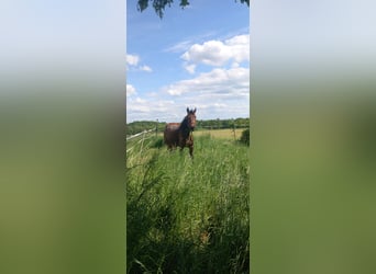 Oldenburg, Giumenta, 5 Anni, 163 cm, Baio scuro