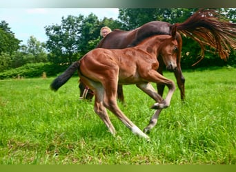 Oldenburg, Giumenta, 5 Anni, 163 cm, Baio scuro