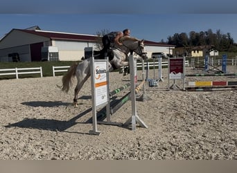 Oldenburg, Giumenta, 5 Anni, 163 cm, Leopard