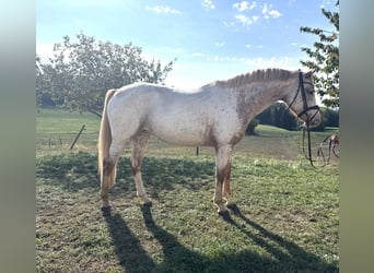 Oldenburg, Giumenta, 5 Anni, 163 cm, Leopard