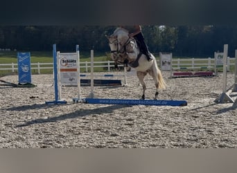 Oldenburg, Giumenta, 5 Anni, 163 cm, Leopard