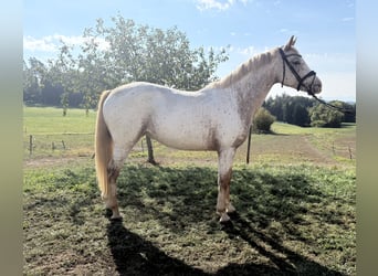 Oldenburg, Giumenta, 5 Anni, 163 cm, Leopard