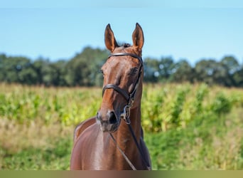 Oldenburg, Giumenta, 5 Anni, 164 cm, Baio scuro