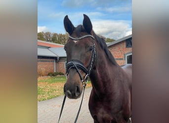 Oldenburg, Giumenta, 5 Anni, 164 cm, Sauro scuro