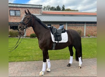 Oldenburg, Giumenta, 5 Anni, 164 cm, Sauro scuro