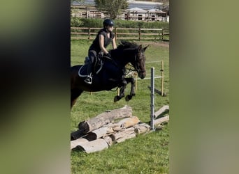 Oldenburg, Giumenta, 5 Anni, 165 cm, Baio