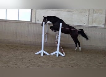 Oldenburg, Giumenta, 5 Anni, 165 cm, Baio