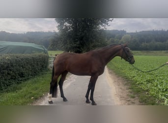 Oldenburg, Giumenta, 5 Anni, 165 cm, Baio