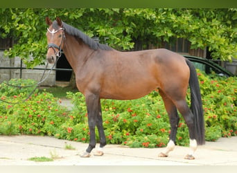 Oldenburg, Giumenta, 5 Anni, 165 cm, Baio